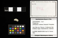 Foto (Objekt + Etiketten) von Prosopon sp. 